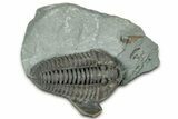 Prone Flexicalymene Trilobite - Mt Orab, Ohio #329797-1